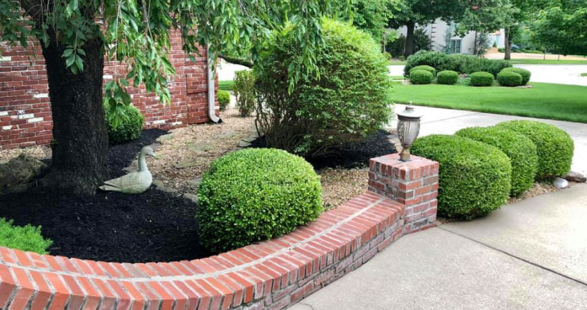 Shrub & Tree Trimming - The Colony Lawn Care Services